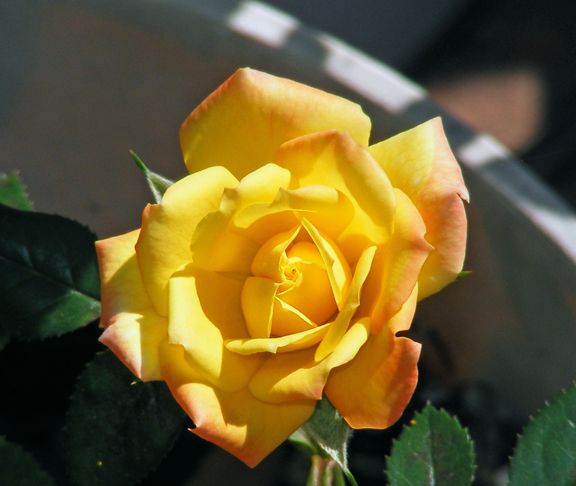 Rainbows End photo re2013_08240006_zpsc035cd1a.jpg